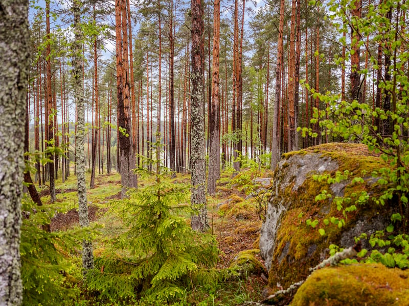 Törndalsvägen 15