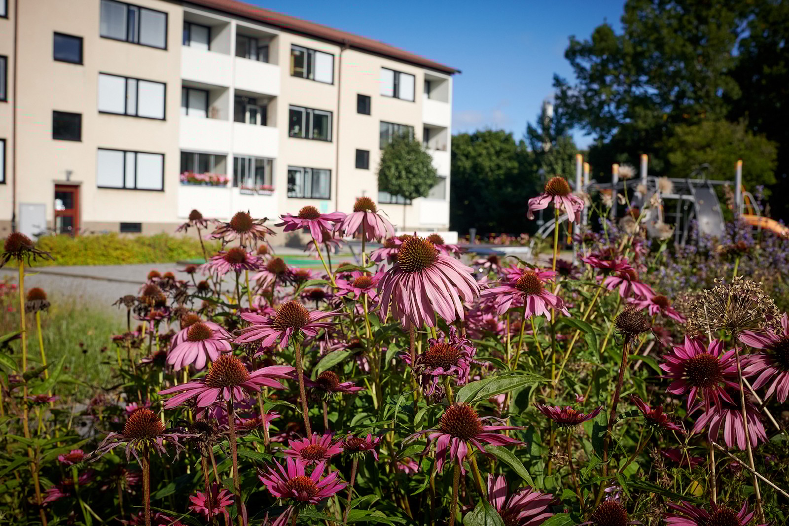 Vackra naturomgivningar intill grannföreningens nybyggda lekplats