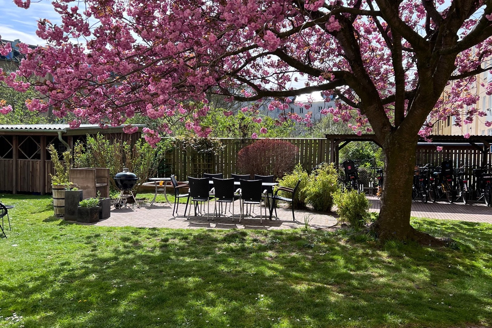 Körsbärsträdet som under vår och sommar sprider både färg och liv, och skapar en perfekt plats.