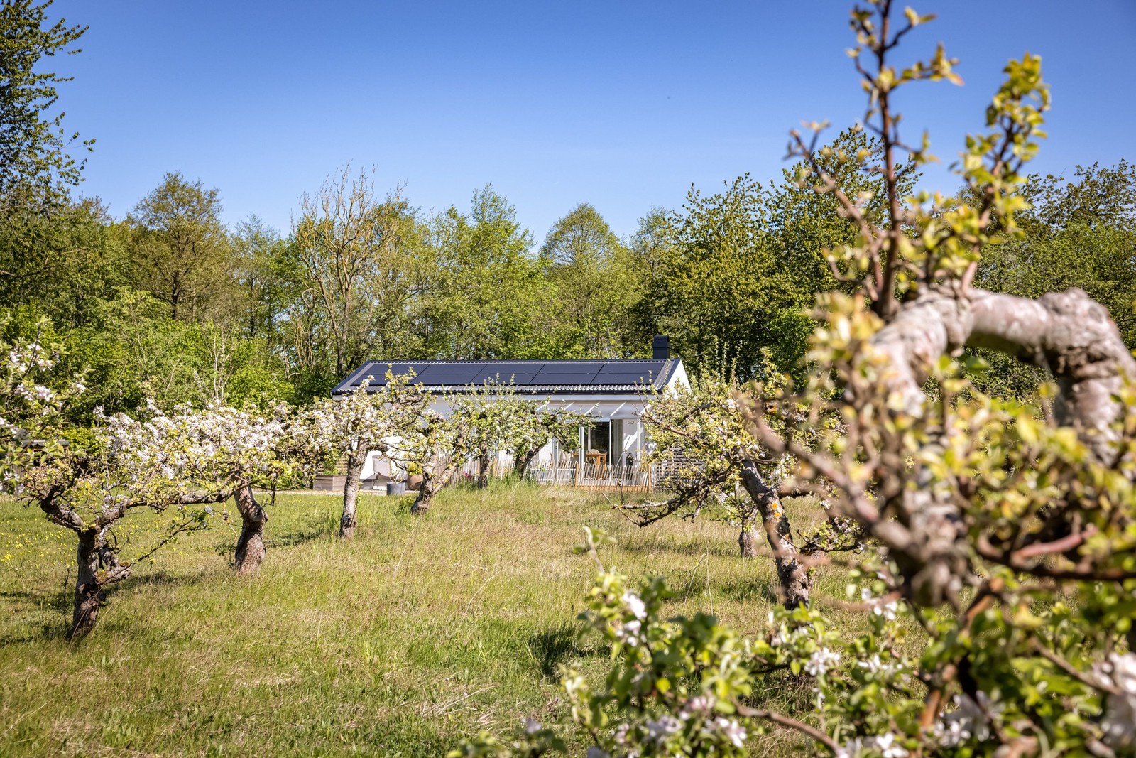 Lummigt och inbäddat i i äppelodling
