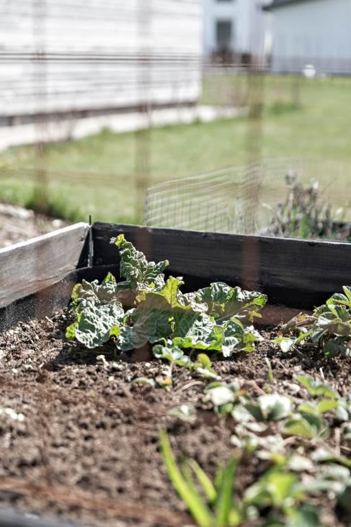 Lågupplöst Vårens första rabarber
