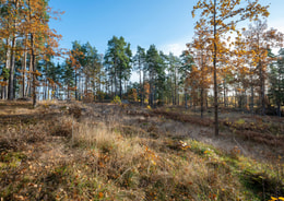 Öjeby Skogsgläntan 1