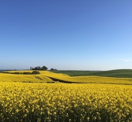 Västra sjörupsvägen