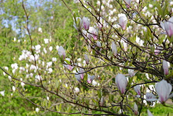 villor-till-salu-bromma-bjurfors-blommande-magnolia.jpg