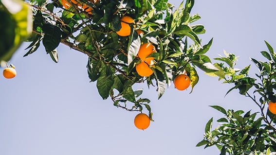spanien-apelsinträd-mäklare-bjurfors